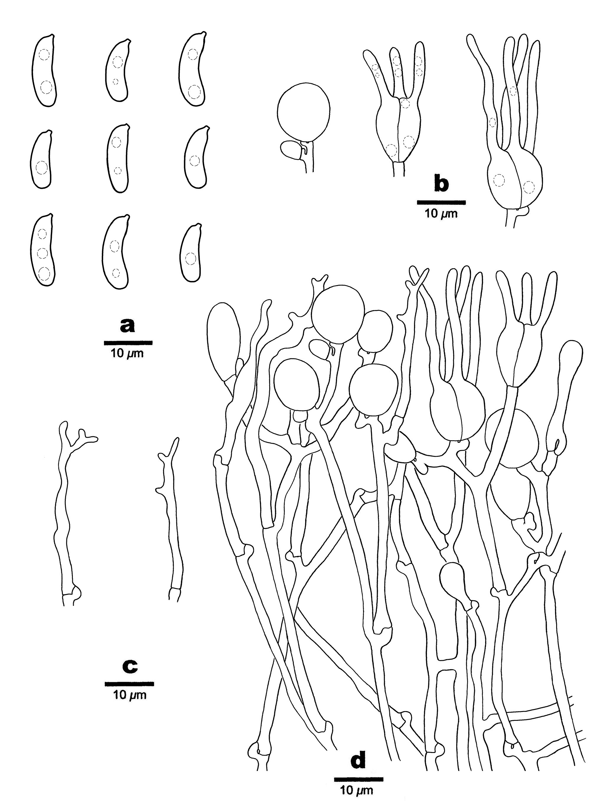 Figure 17